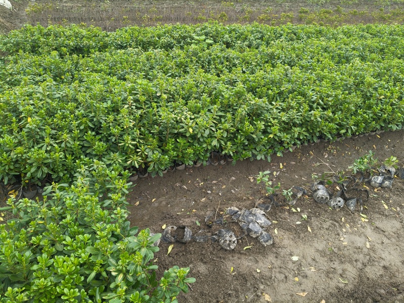 海桐大杯高度35cm以上，有量价格优惠欢迎订购。
