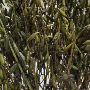 毛慈菇果夹