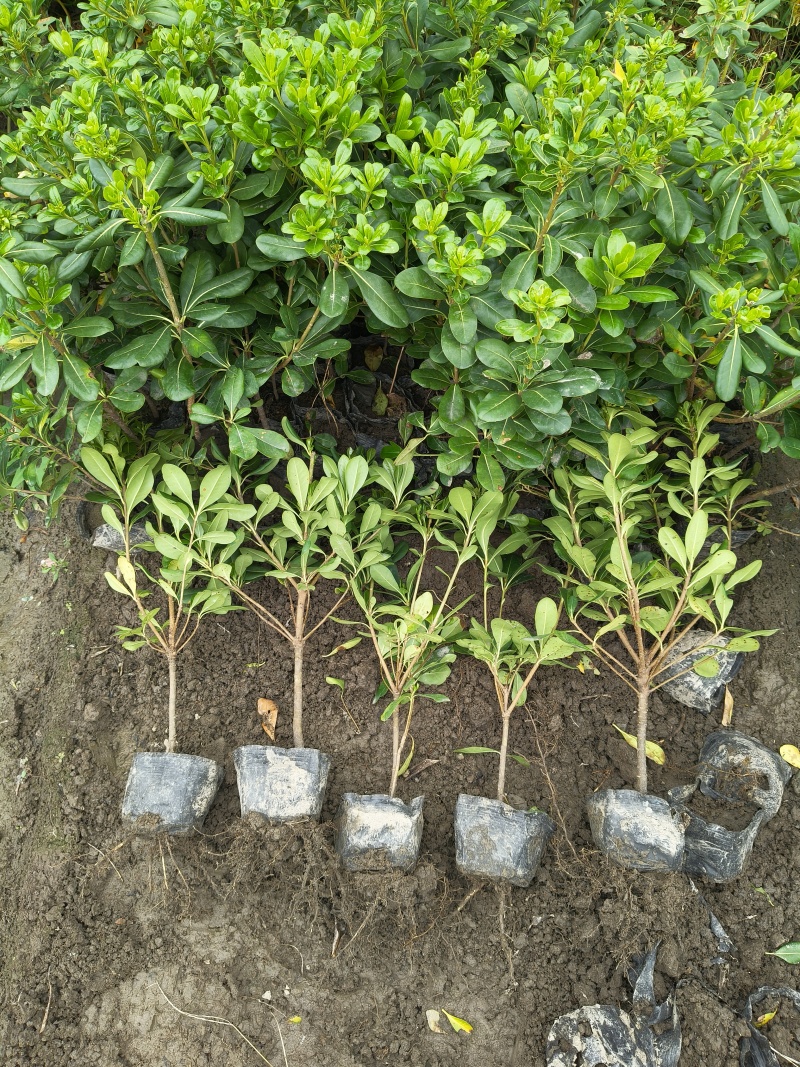 海桐大杯高度35cm以上，有量价格优惠欢迎订购。