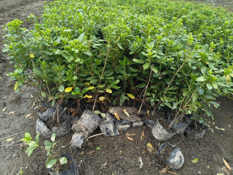 海桐大杯高度35cm以上，有量价格优惠欢迎订购。