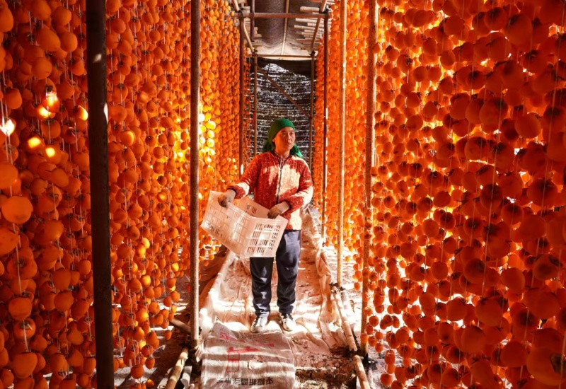 山东青州柿饼吊柿饼/糖心吊柿饼/供电商淘宝/霜降柿饼