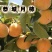 [广西脆柿]&产地对接大量供应商超出口资质齐全
