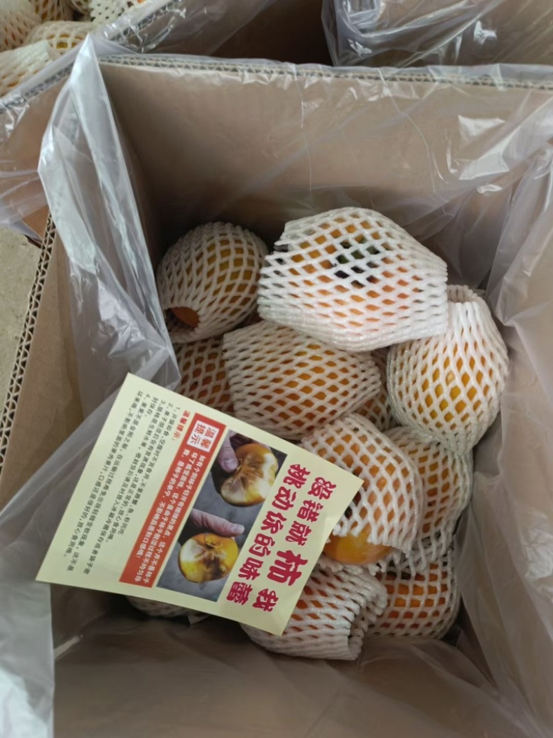 [广西脆柿]&产地对接大量供应商超出口资质齐全