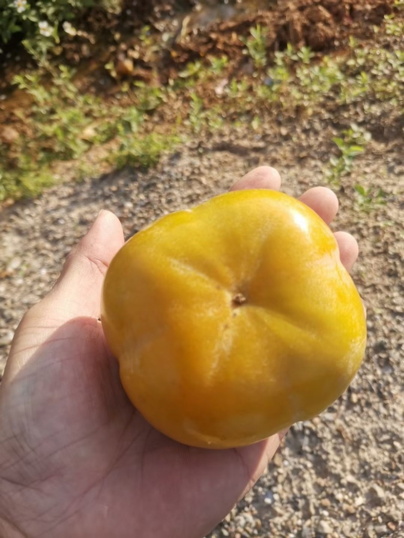 [广西脆柿]&产地对接大量供应商超出口资质齐全