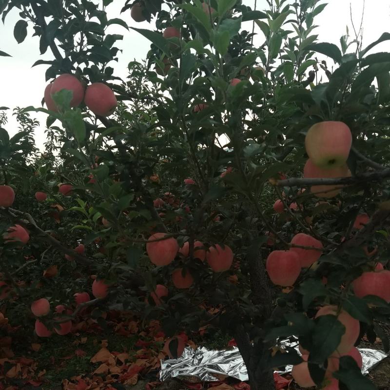 绥中中秋王苹果现在上市了。