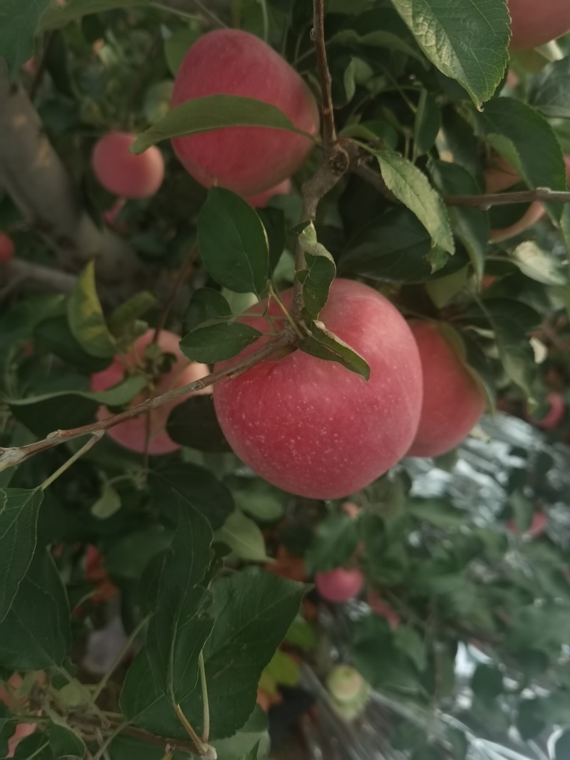 绥中中秋王苹果现在上市了。
