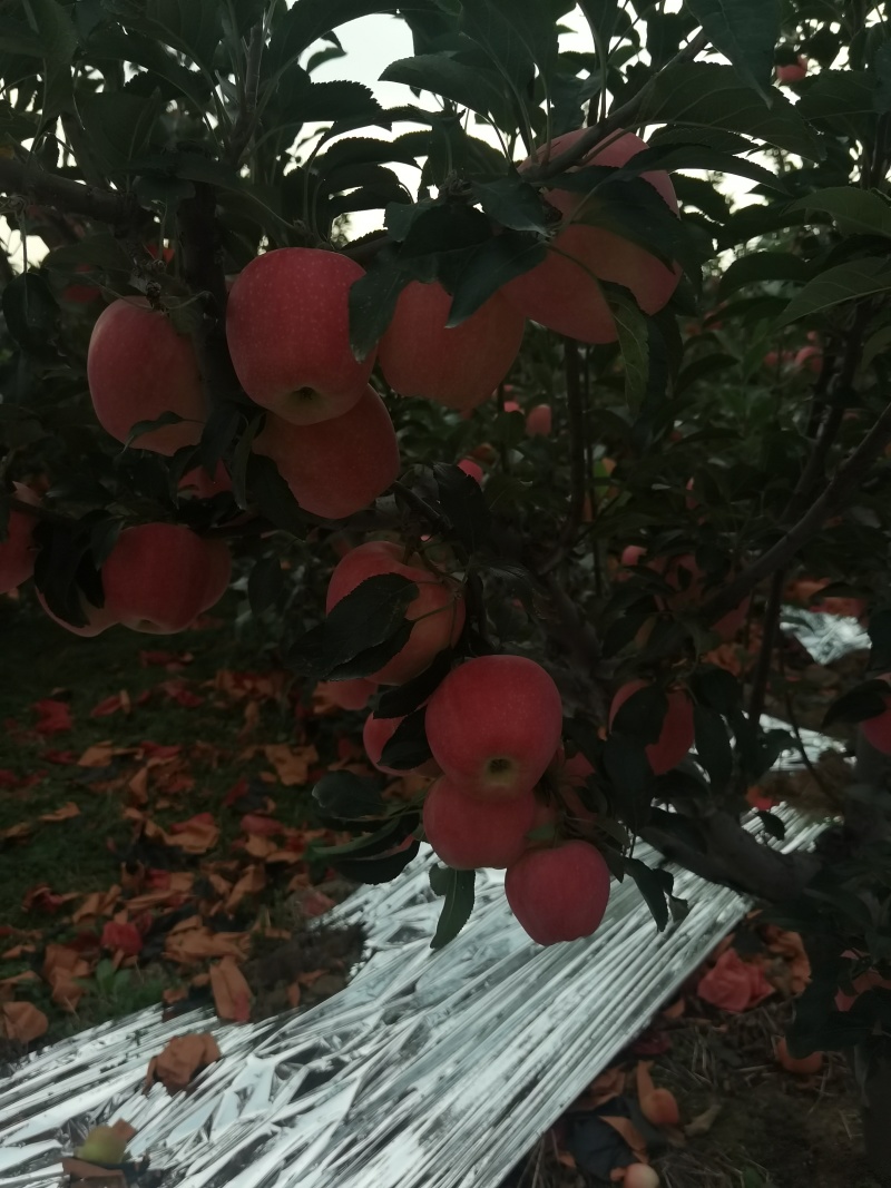 绥中中秋王苹果现在上市了。