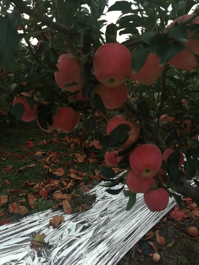 绥中中秋王苹果现在上市了。
