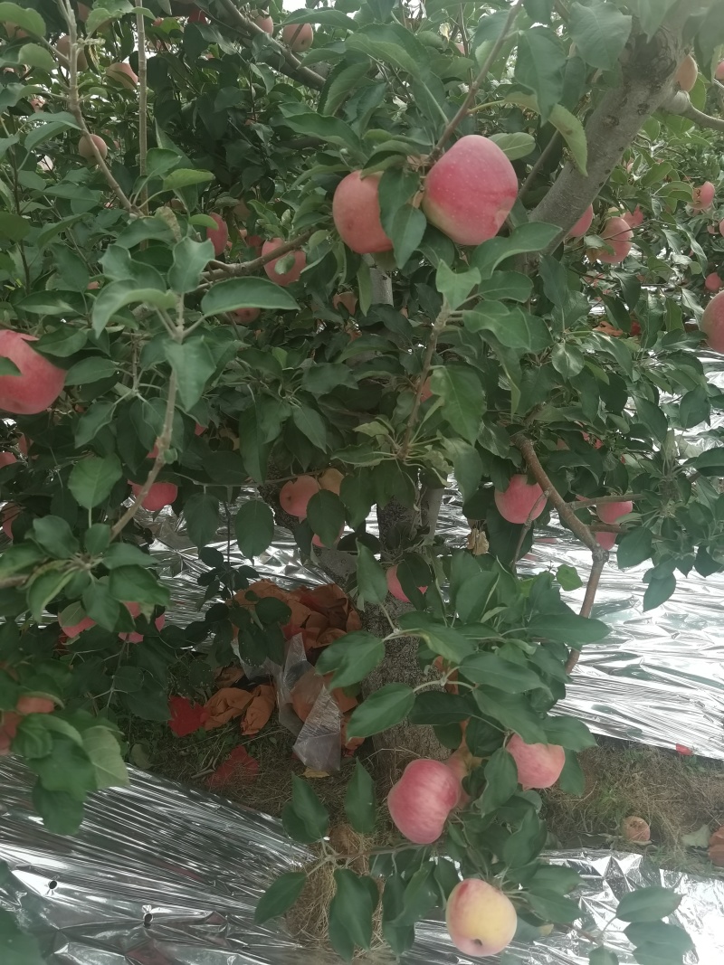 绥中中秋王苹果现在上市了。
