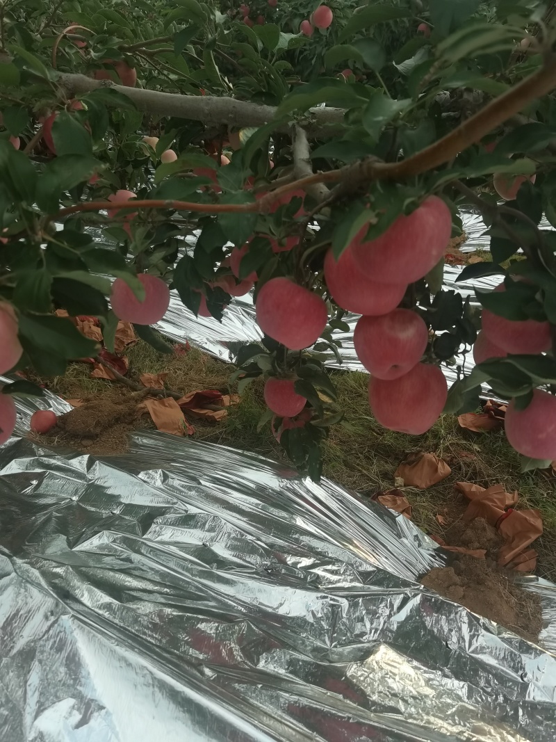 绥中中秋王苹果现在上市了。
