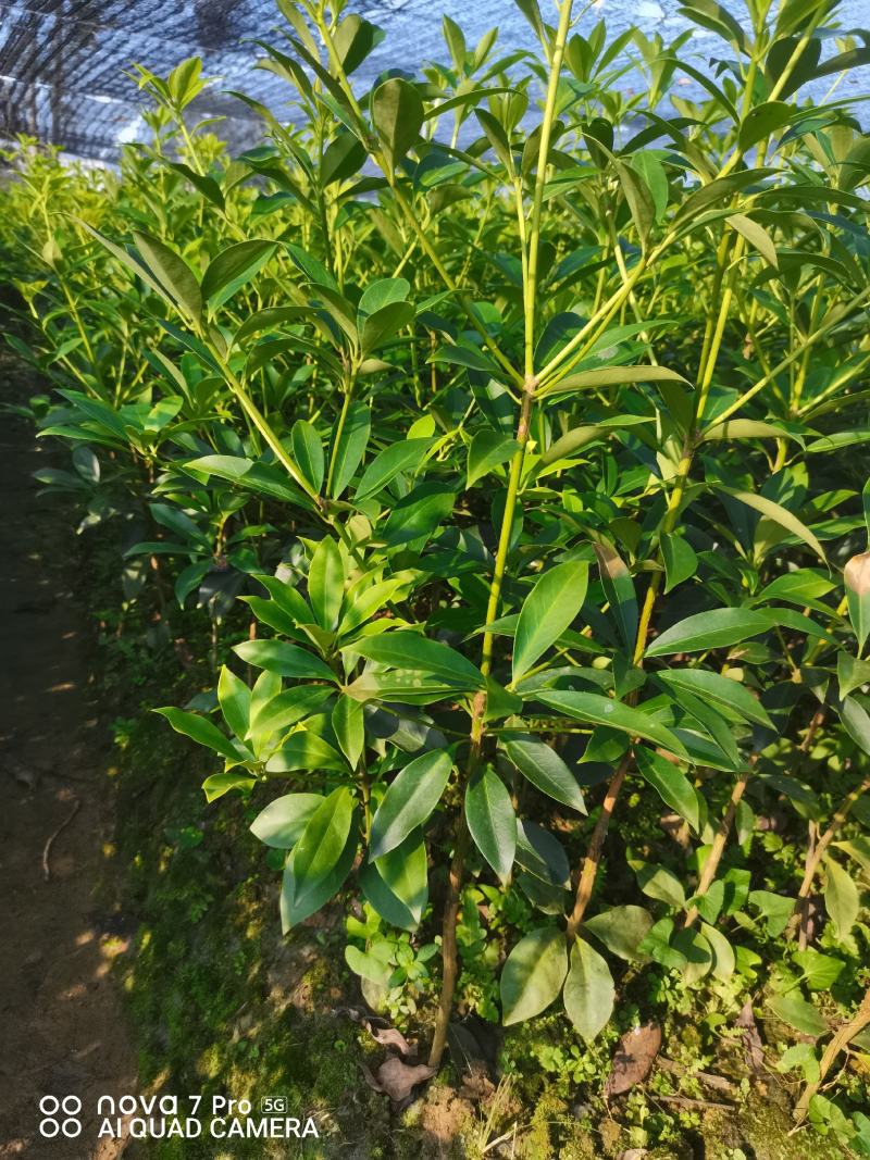 大红八角嫁接苗量大从优质量保证欢迎咨询