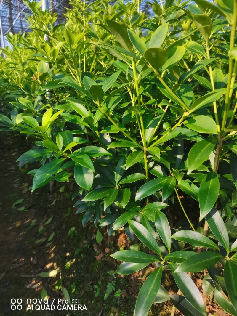 大红八角嫁接苗量大从优质量保证欢迎咨询