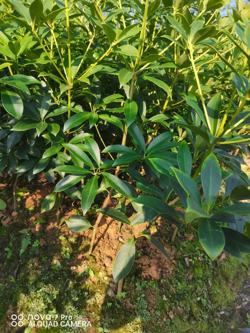 大红八角嫁接苗量大从优质量保证欢迎咨询