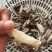 蟹钳大量有货，欢迎新老客户前来合作，量大从优