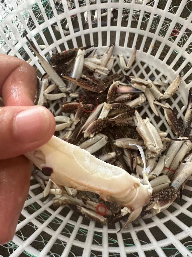 蟹钳大量有货，欢迎新老客户前来合作，量大从优
