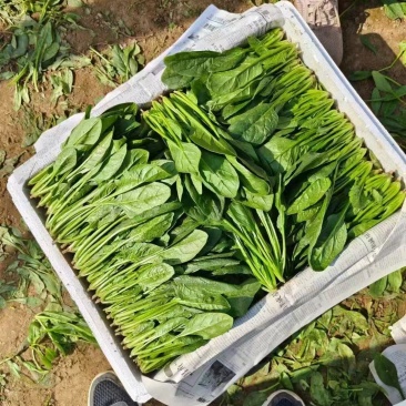 菠菜产地大量现货供应货源充足包装小工齐全