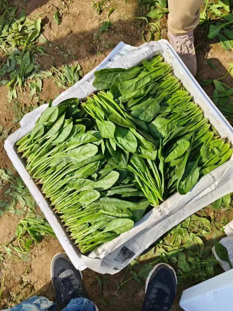 菠菜产地大量现货供应货源充足包装小工齐全