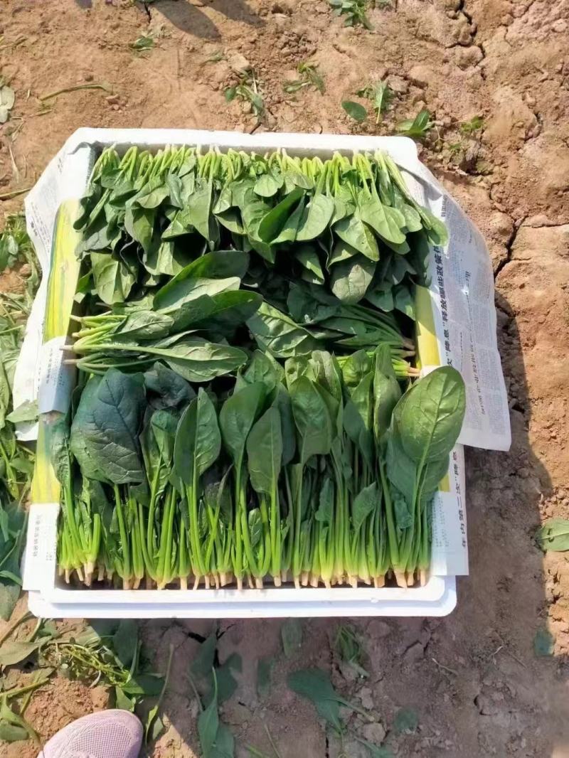 菠菜产地大量现货供应货源充足包装小工齐全