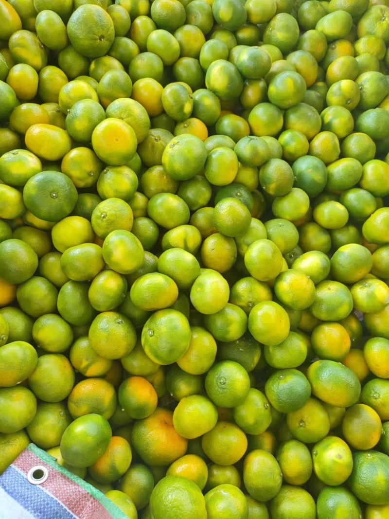 【精品早熟蜜橘】陕西城固基地直发，口感甘甜化渣欢迎来电