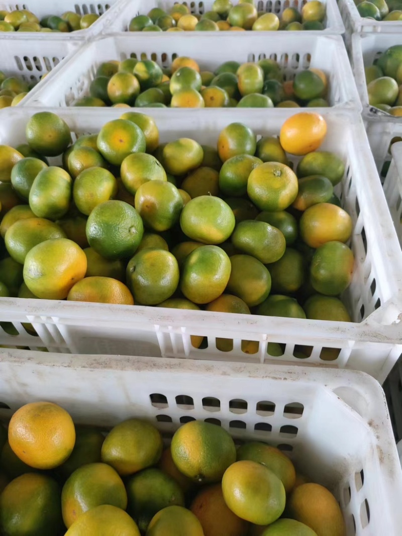 蜜橘，陕西城固早熟蜜橘新鲜供应，量大价优，对接全国批发