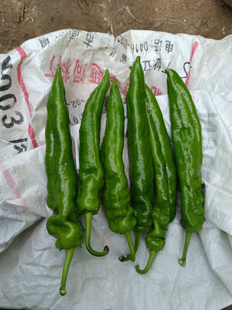 产地直发，高品质牛角椒