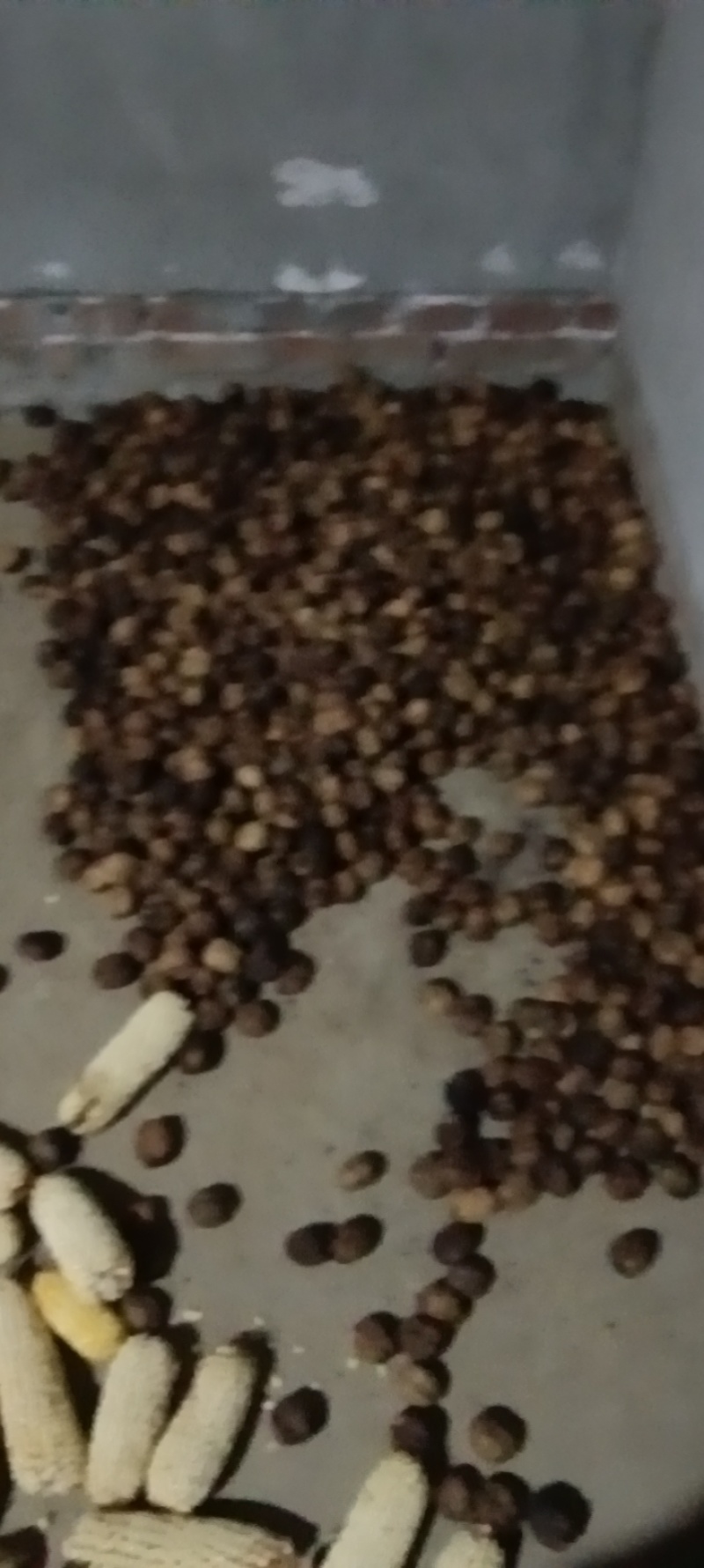 新鲜汉源核桃，产自当地，品质保证