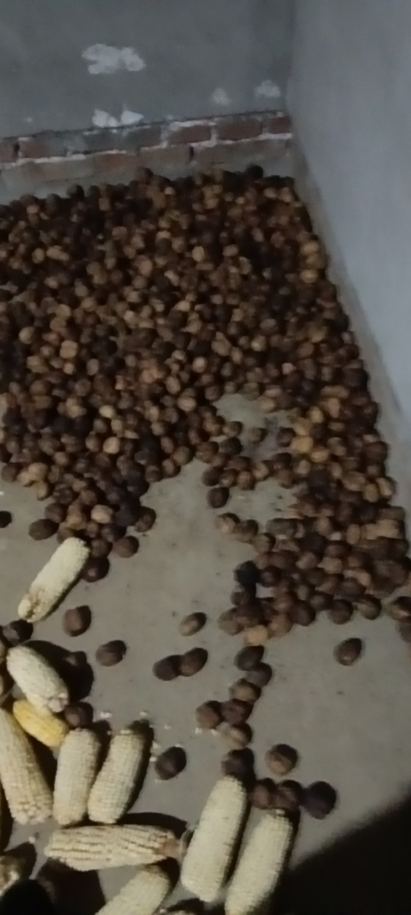 新鲜汉源核桃，产自当地，品质保证