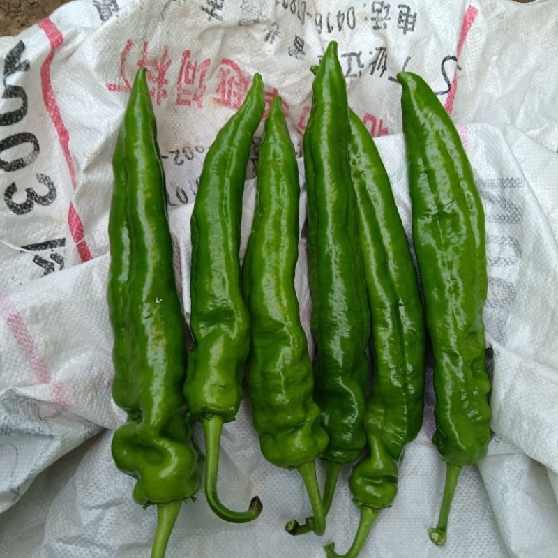 产地直发，高品质牛角椒