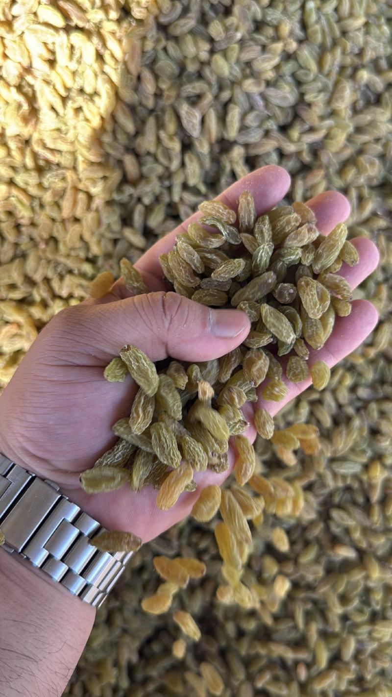 精品绿干葡萄干大量上市品质保证量大从优一手货源