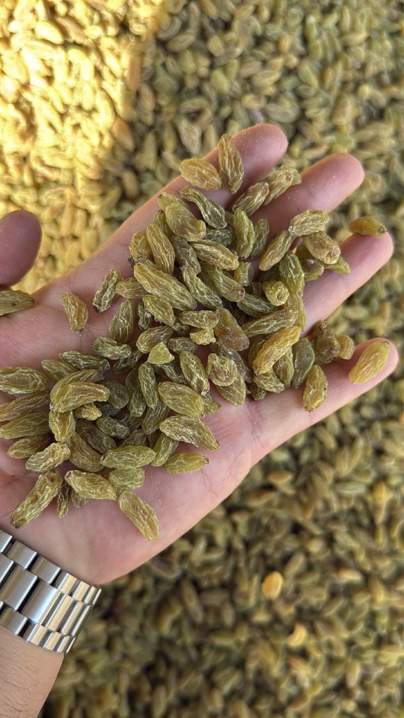 精品绿干葡萄干大量上市品质保证量大从优一手货源