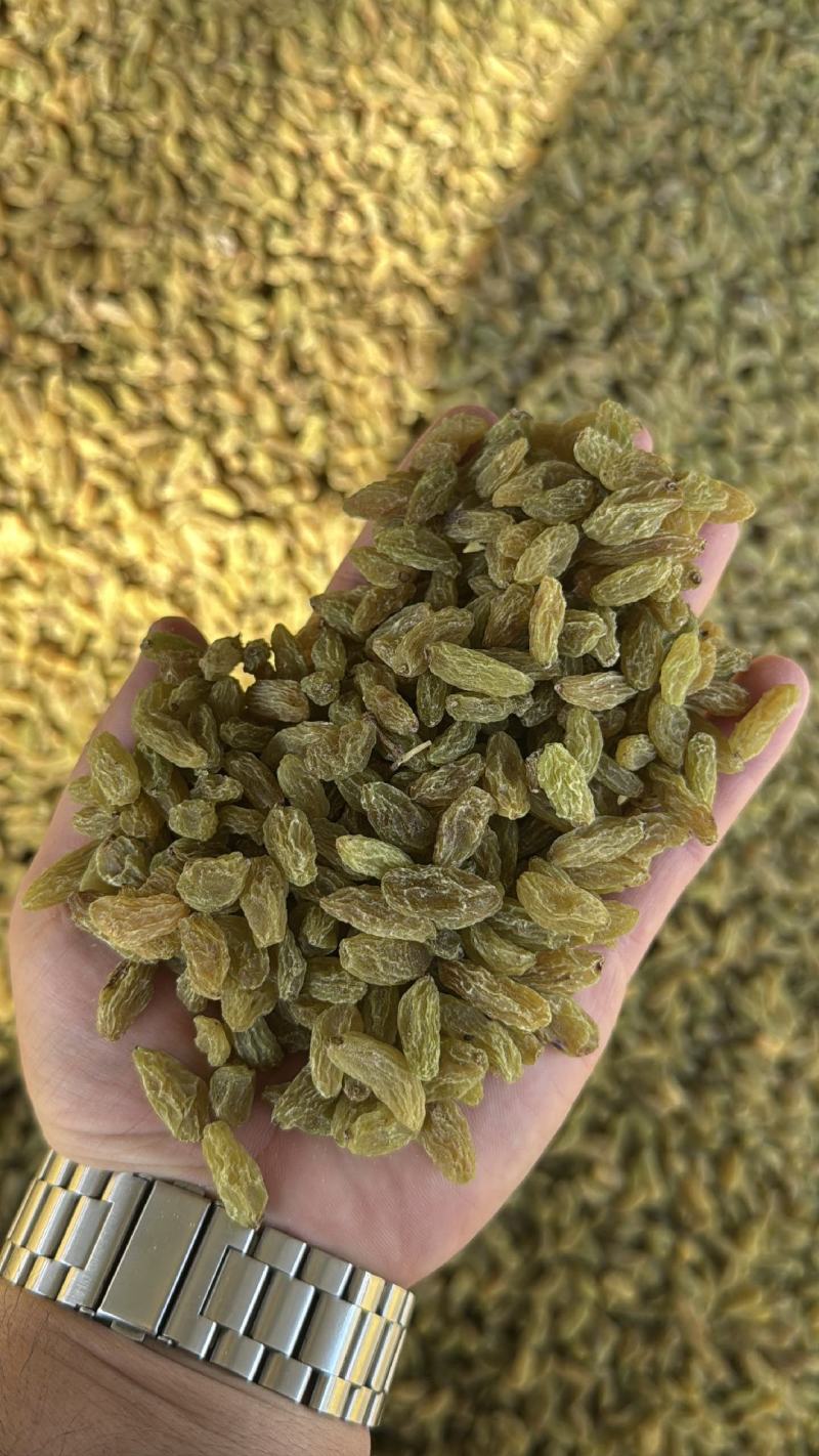精品绿干葡萄干大量上市品质保证量大从优一手货源