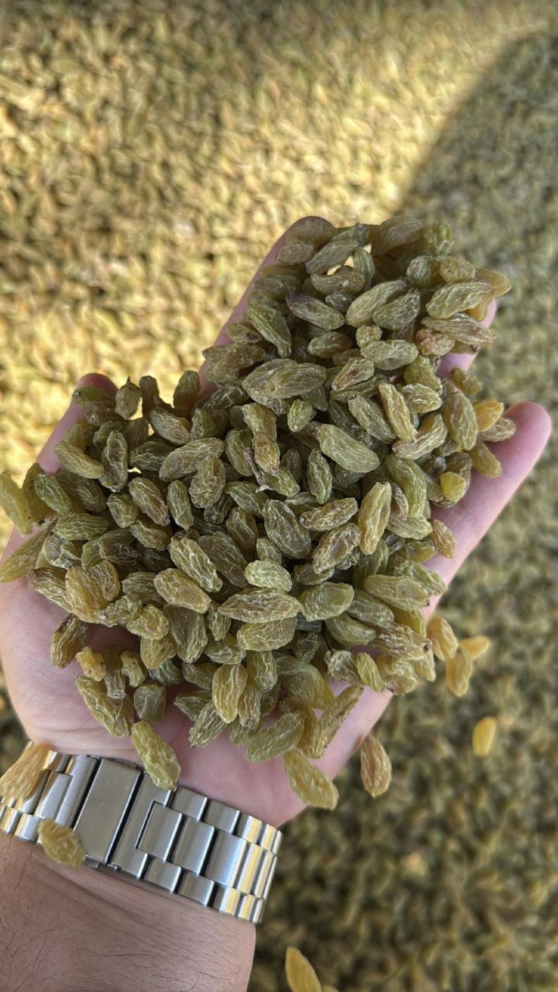 精品绿干葡萄干大量上市品质保证量大从优一手货源