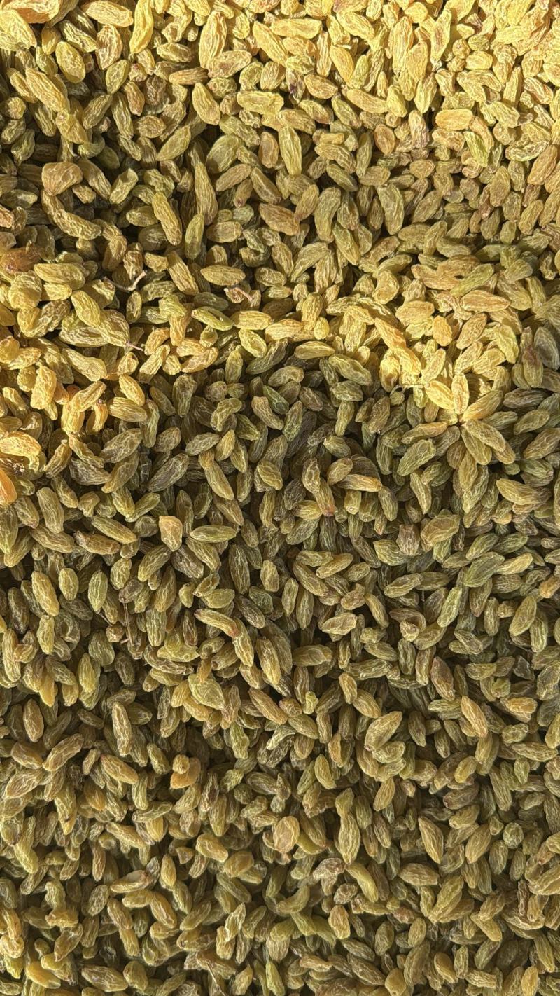精品绿干葡萄干大量上市品质保证量大从优一手货源