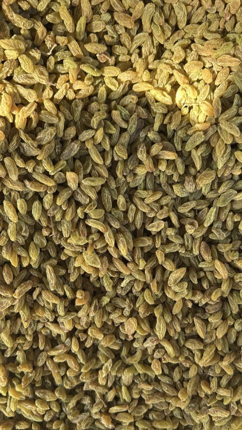 精品绿干葡萄干大量上市品质保证量大从优一手货源