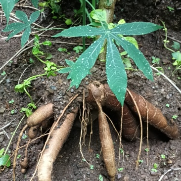 桂热10号食用水果木薯
