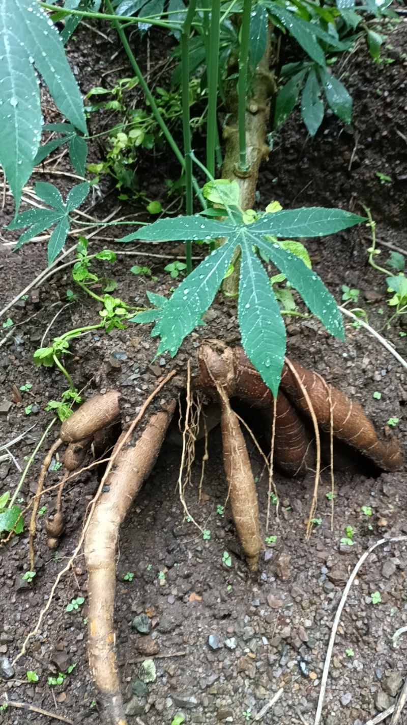桂热10号食用水果木薯