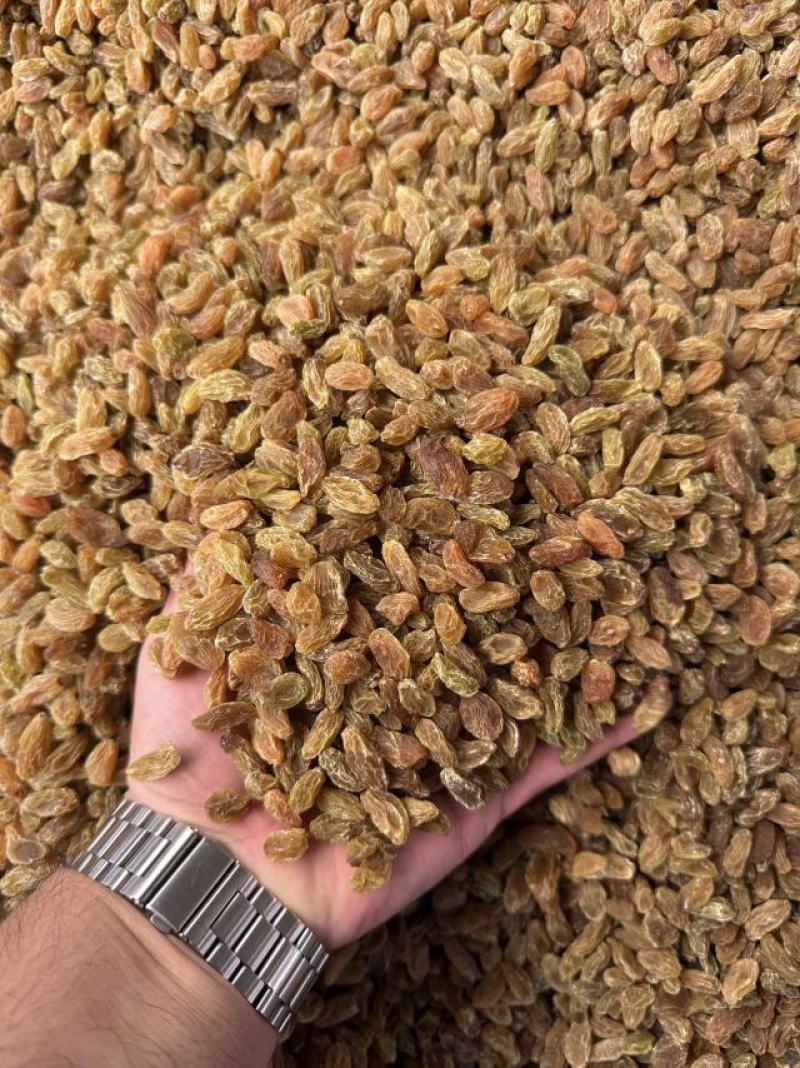 精品麻子葡萄干大量上市品质保证量大从优一手货源