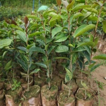 红花油茶苗