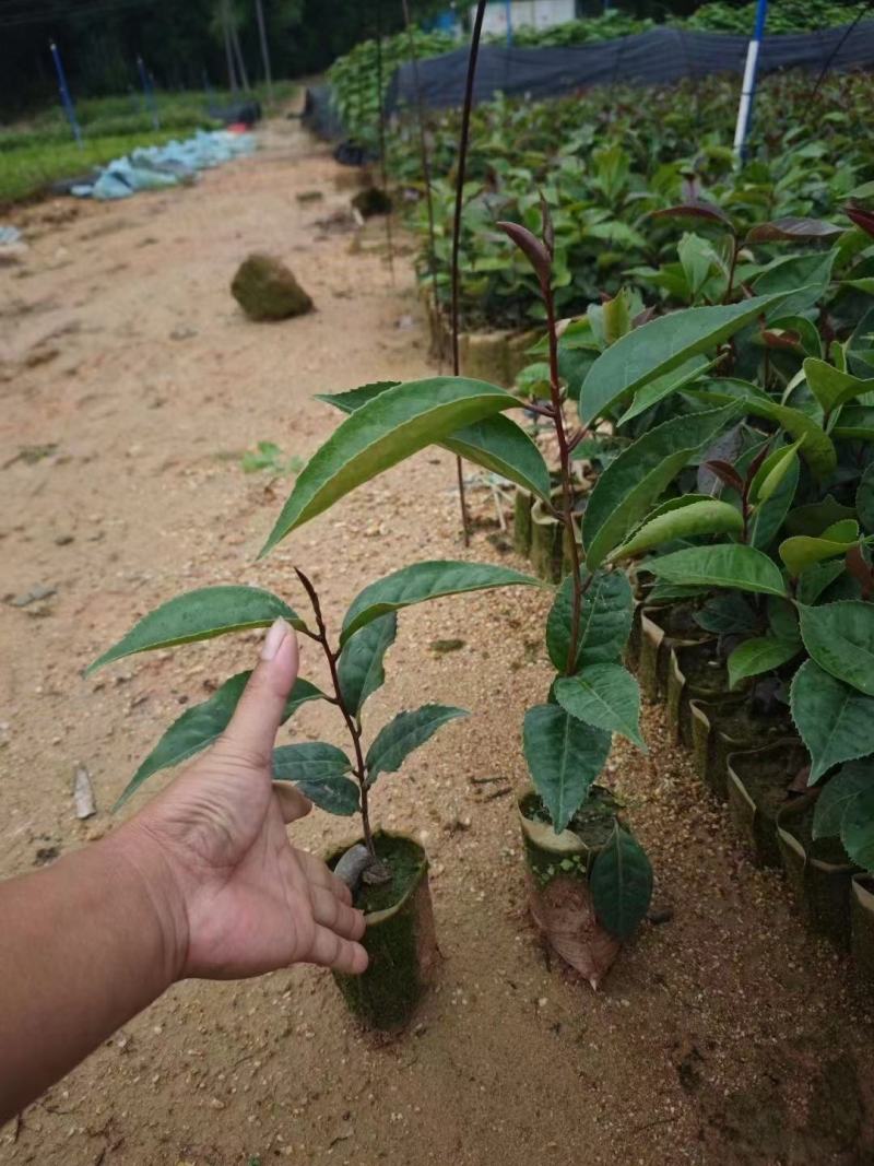 红花油茶苗