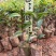 红花油茶苗