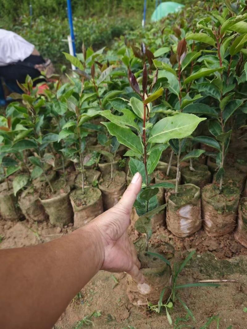 红花油茶苗