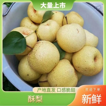 梨,产地直供,量大从优,宁陵万亩梨园,欢迎你!!一件代发