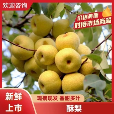 梨，酥梨，产地直供，河南，宁陵县万亩梨园欢迎你！！