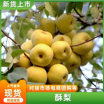 梨,大量批发便宜了!!!河南商丘宁陵县。