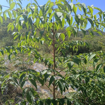 东北抗寒刺嫩芽苗刺老芽苗刺龙芽苗产量高易管理