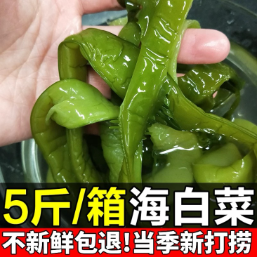 精品海白菜，裙带梗，大连旅顺特产，产地直发