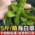 精品海白菜，裙带梗，大连旅顺特产，产地直发