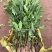 肉桂树苗2年苗30-80公分