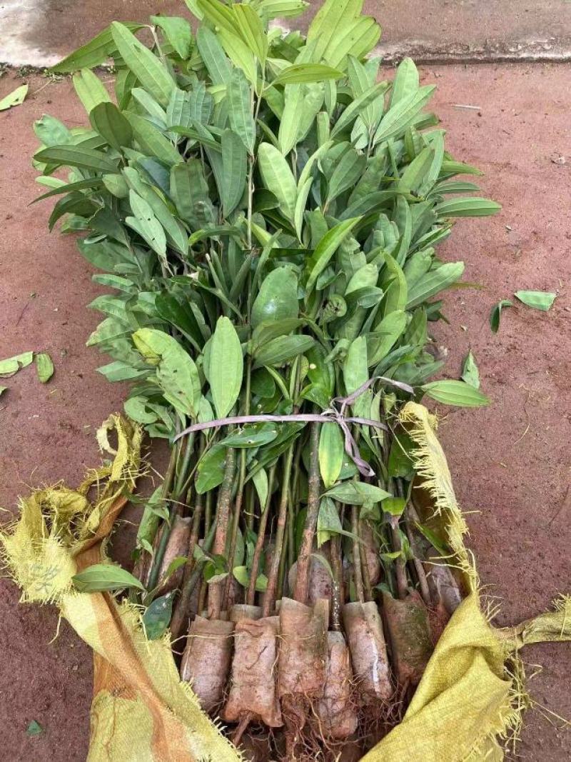 肉桂树苗2年苗30-80公分