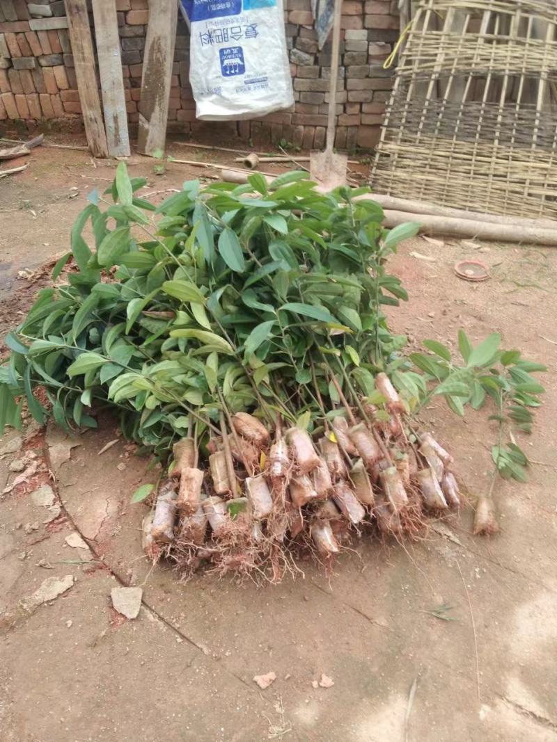 肉桂树苗2年苗30-80公分